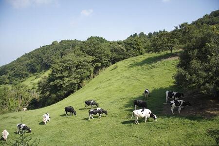 ミルクプリン6個セット 【黒沢牧場】