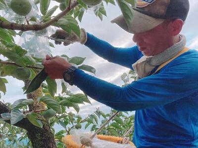 黒くて甘い 紀の川柿 2kg ★和歌山県オリジナル★［KF03］