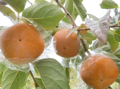 黒くて甘い 紀の川柿 4kg ★和歌山県オリジナル★［KF04］