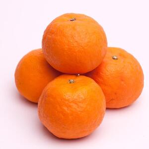 ＜4月より発送＞厳選 カラマンダリン3kg+90g（傷み補償分）【希少な春柑橘】【IKE3】
