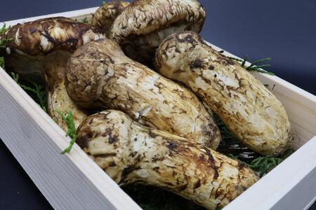 国産松茸 和歌山県産 香り高く希少な国産 松茸 約300g【2026年10月中旬