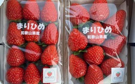 和歌山県産ブランドいちご「まりひめ」大粒系約300g×2パック入り★2025年12月中旬頃より順次発送［TM89］