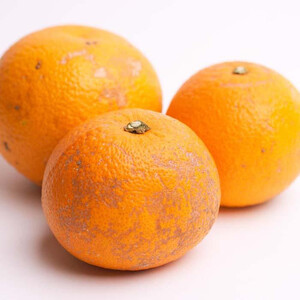 ［先行予約］家庭用 はっさく2.5kg+250g（傷み補償分） 八朔みかん  訳あり わけあり ［IKE28］