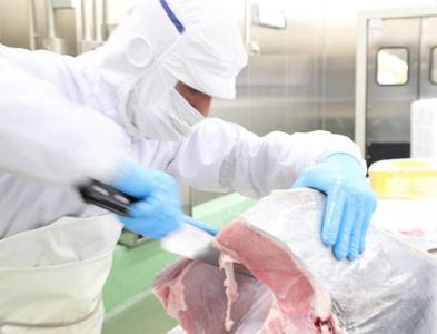 プレミア和歌山認証品 本マグロ（養殖）トロ＆赤身セット　240g［KS11］