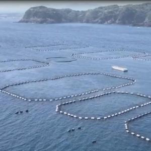 プレミア和歌山認証品 本マグロ（養殖）トロ＆赤身セット　1.35kg［KS13］