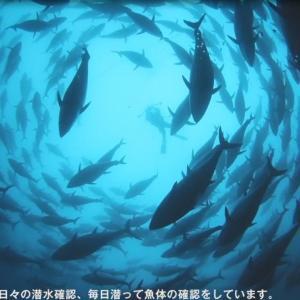 プレミア和歌山認証品 本マグロ（養殖）トロ＆赤身セット　3kg［KS14］