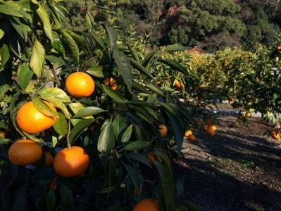 ［希少柑橘］和歌山県産なつみ約5kg（S～2Lサイズおまかせ）★2026年4月頃より順次発送［TM147］