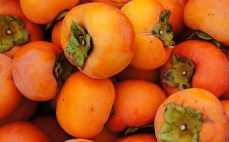 和歌山産富有柿ご家庭用約7.5kg★2026年11月上旬頃より順次発送［TM6］柿