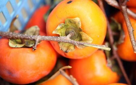 ≪柿の名産地≫九度山の富有柿約7.5kgご家庭用★2026年11月上旬頃より順次発送【TM1】柿