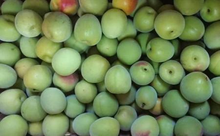 ［和歌山名産］南高梅約5kg（サイズ混合）★2026年６月より順次発送［TM176］