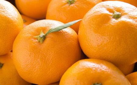 【産直・秀品】和歌山下津みかん約9kg（2Lサイズ）★2025年11月中旬頃より順次発送［TM76］