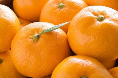 【産直・秀品】和歌山下津みかん約6kg(2Lサイズ)★2025年11月中旬頃より順次発送【TM75】