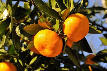 【産直・秀品】和歌山下津みかん約6kg(2Lサイズ)★2025年11月中旬頃より順次発送【TM75】