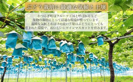 シャインマスカット 1～3房 ぶどう 和歌山産 【大人気】 ★8月上旬から発送★【KF11】