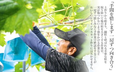 シャインマスカット 1～3房 ぶどう 和歌山産 【大人気】 ★8月上旬から発送★【KF11】
