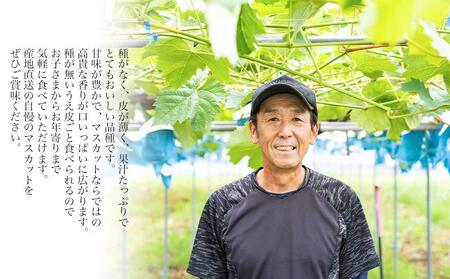 シャインマスカット 1～3房 ぶどう 和歌山産 【大人気】 ★8月上旬から発送★【KF11】