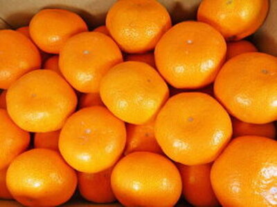 ZD6395_【2026年先行予約】【秀品】 和歌山 有田みかん 6kg(3Lサイズ・秀品)