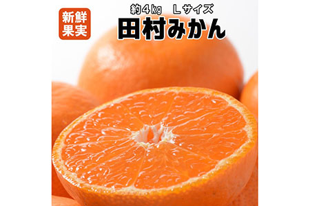 有田みかん最高峰「田村みかん」約4kg Lサイズ【紀州グルメ市場】