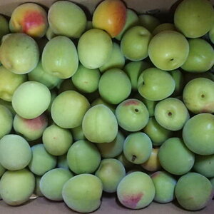 ZD6711_【2026年先行予約】【和歌山名産】南高梅 約3kg（サイズ混合）秀品