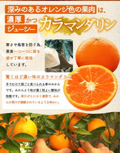 ZS6159_主井農園 高級 カラマンダリン 2kg サイズ混合