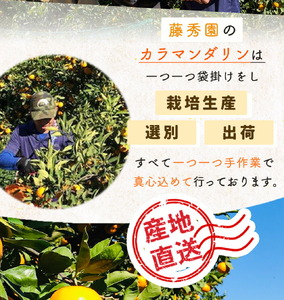 ZT6402_【2026年先行予約】カラマンダリン 秀優 3kg 2S～2Lサイ