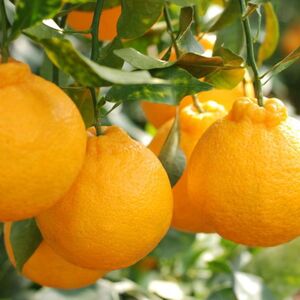 ZD7001_【お味濃厚】【2026年先行予約】紀州有田産 の デコポン 約5kg (18玉～24玉入り・青秀以上)