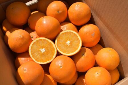 BL6105n_【2026年先行予約】和歌山県産 清見 10kgサイズ混合