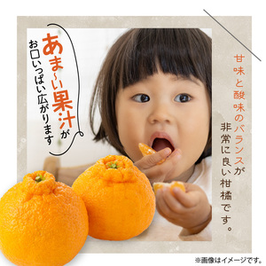 U6300_【2026年先行予約】デコポン 秀品 18玉～24玉 和歌山県有田産