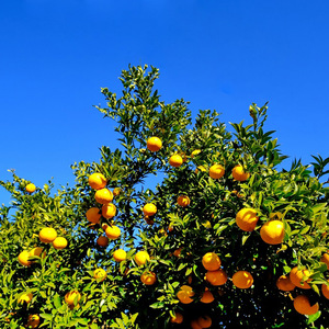 U6301_【2026年先行予約】八朔 秀品 約10kg Lサイズ 和歌山県有田産