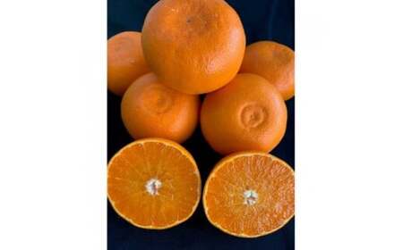 BF6049n_（2026年先行受付）完熟 せとか 青秀品 9～15玉 化粧箱