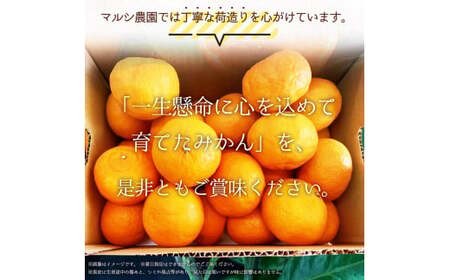 BF6049n_（2026年先行受付）完熟 せとか 青秀品 9～15玉 化粧箱