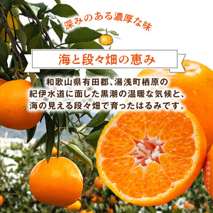 DZ6109_【2026年先行予約】秀品 はるみ 和歌山 有田 S～2Lサイズ 大きさお任せ 約3kg