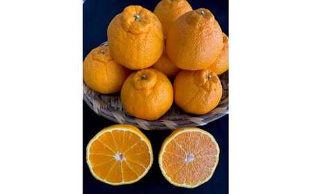 BF6065_(2026年先行受付)しらぬい(デコポン)24~28玉入り ※着日指定不可