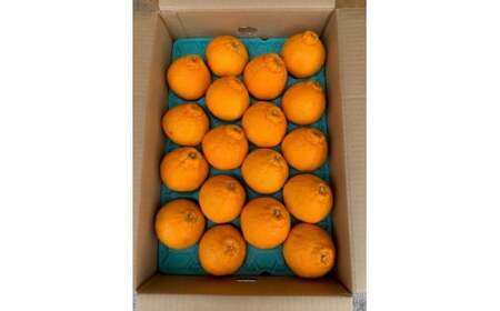 BF6065_(2026年先行受付)しらぬい(デコポン)24~28玉入り ※着日指定不可