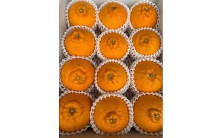 BF6066_（2026年先行受付）しらぬい（デコポン）化粧箱　12玉入り ※着日指定不可