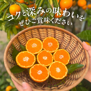 YA1005_完熟 アルギット みかん 10kg M~L サイズ