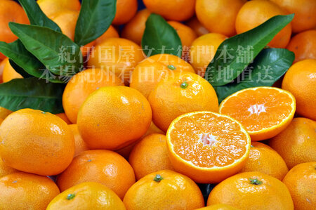 V7443_田村みかん/特選ギフト品10kg【Mサイズ】赤秀