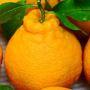 ZJ6094_【2026年先行予約】不知火(しらぬい) オレンジ みかん 家庭用 4kg