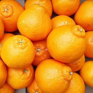 ZJ6094_【2026年先行予約】不知火(しらぬい) オレンジ みかん 家庭用 4kg