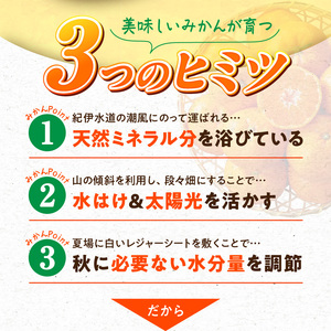 G7339_高級ブランド 秀品 紀州有田田村産みかん 3kg 濃厚 糖度 酸味 バランス 甘さ コク 国産 みかん 有田みかん フルーツ 果物 果実 デザート おやつ お取り寄せ お取り寄せフルーツ 和歌山県 湯浅町 送料無料