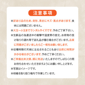 MK1048_訳あり それでも みかん 箱込 2.5kg ( 内容量 2.3kg ) サイズミックス Ｂ品 有田みかん 和歌山県産 産地直送 家庭用【みかんの会】