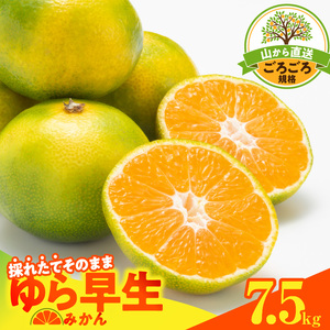 MK1063_【2026先行予約】ゆら早生 みかん 山から直送 箱込 7.5kg ( 内容量 6.8kg ) 採れたてそのままごろごろ規格 有田みかん 和歌山県産