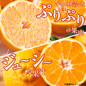 ZD92070_【2026年先行予約】【濃厚】有田の不知火 (デコポン) 【訳あり 家庭用】 4.5kg (サイズ混合)
