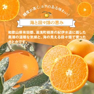 DZ6230_ご家庭用 せとか 和歌山 有田 2S~3Lサイズ 大きさお任せ 約2kg