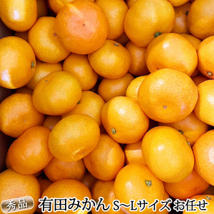 DZ6200_12_【2025年12月発送】秀品 有田みかん 和歌山県産 S~Lサイズ 大きさお任せ 約10kg
