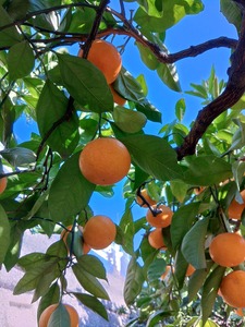 BK6011_【2026年先行予約】庄助みかん (家庭用・サイズ混合) 約4kg