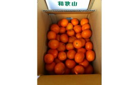 有田みかん 10kg 【家庭用】和歌山県産【まごころ手選別】【あしのや】◆