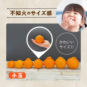 MK1017_不知火 (しらぬい) とにかく小玉 箱込 5kg (内容量約4.4kg) 秀品 優品 混合