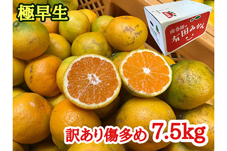 訳あり傷多め【極早生・有田みかん】約7.5kg(サイズおまかせ) 【南泰園】