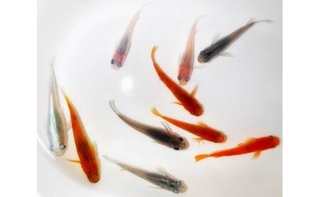 BA6001n_高級めだか 10匹+補償 2匹(品種はおまかせ)